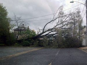 A tree down blocking a road - a common scene after Hurricane Sandy devastated the Northeast.